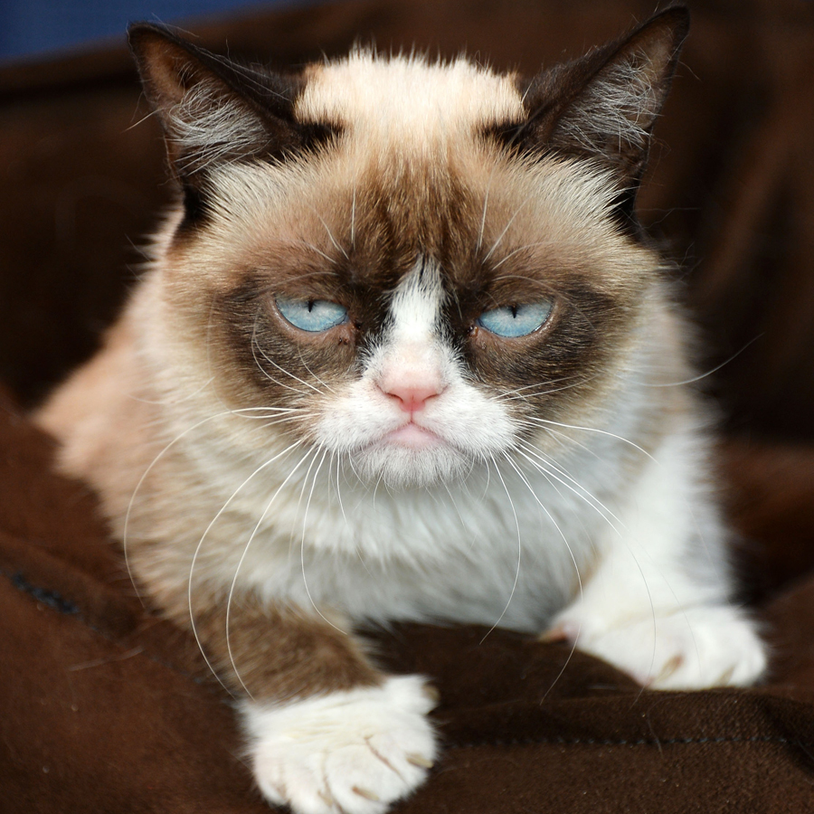 Grumpy Cat